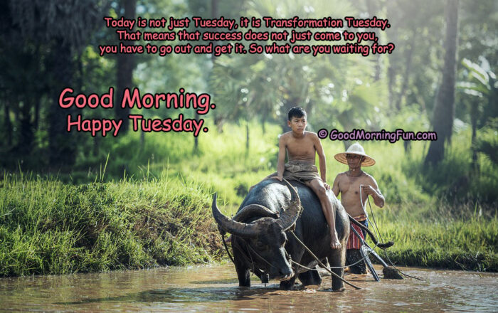 Top 50 Good Morning Happy Tuesday Quotes With Images Good Morning Fun