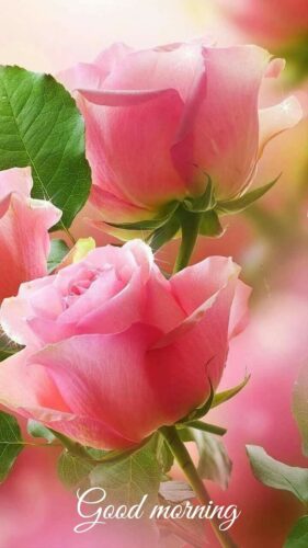 Pink Rose Good Morning